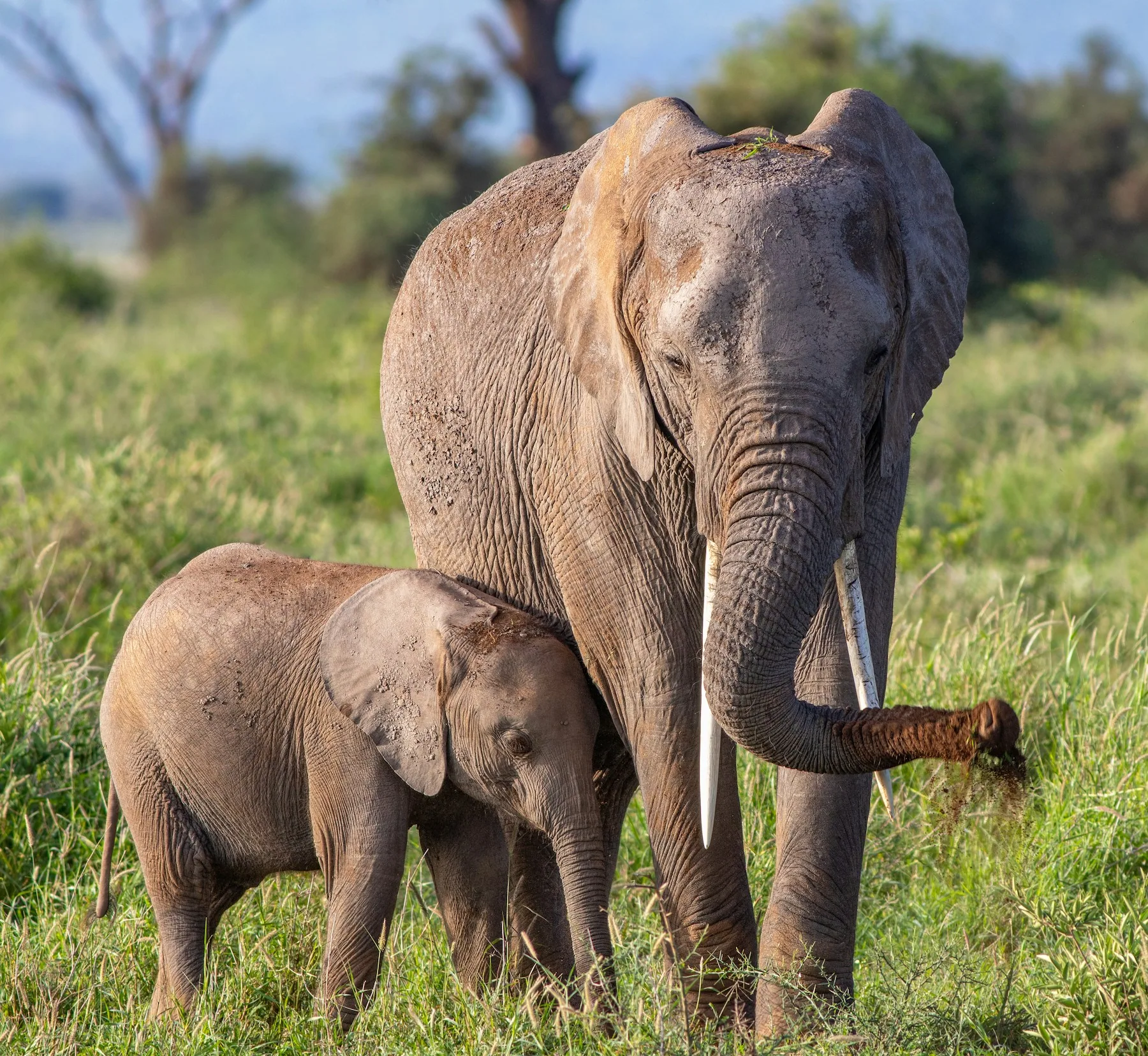 Tsavo East – rote Erde